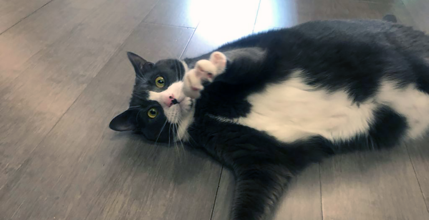 Smokey the cat, Quirbie's chief product tester